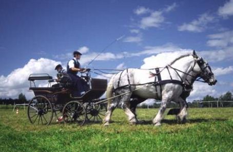 Location de calèche, mariage, fête de village